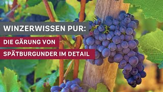 Winzerwissen Die Gärung des Spätburgunders im Detail 🍇🍷 [upl. by Thorma44]