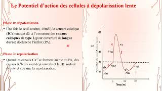 1  Electrophysiologie Cardiaque 3 [upl. by Ailati]