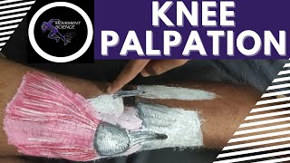 KNEE PALPATION PRACTICAL DEMONSTRATIONPhysiotherapy Tutorials [upl. by Notyep]