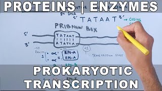 Proteins and Enzymes in Prokaryotic Transcription [upl. by Sitruc772]