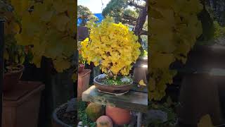 Colores en ginkgo  Bonsai Colmenar bonsai [upl. by Johnath]