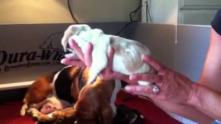 Bellas newborn basset hound pups [upl. by Hewett809]