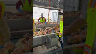 2024 Rio Farms Onion Harvest Bakersfield CA and Church Bros IFPA Foodservice Party [upl. by Gloriane]