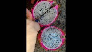 Sugestão de como comer Pitaya corretamente How to eat Dragon Fruit SUB [upl. by Rebmyt159]