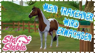 Star Stable【SSO】 Mein Trakehner  Die letzten Vorbereitungen auf ein Leben als Reitpferd ♥ 4 [upl. by Johen733]