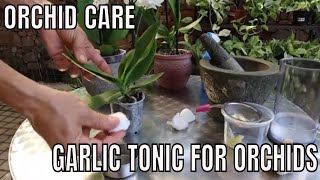 How to Save your orchids with a Garlic Tonic [upl. by Linskey414]