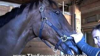 Geoff Tucker DVM and Horsemanship Dentistry™  quotThe Bit Seatquot video 4 of 8 [upl. by Rebliw]