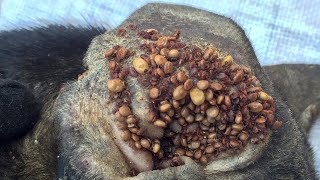 Removing All Ticks From Dog  Dog Ticks Removing Clip  Ticks Removal Videos EP 13 [upl. by Wilhelm551]