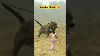 Attacker Pitbull Vs Sphynx Cat 😿❌👈🐶😲😨cat shorts viral trending [upl. by Etnod]