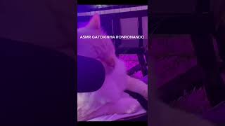 Gatoxinha ronronando Asmr completo no canal gatosfofos asmr gatos [upl. by Saitam]