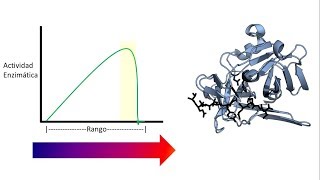 Cinética Enzimática  Factores que afectan la actividad enzimática [upl. by Adnalor322]