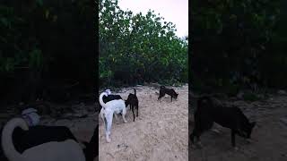 WITNESS the FIERCEST Dog Battles EVER shorts cute dog doglover shortvideo trending puppy [upl. by Cormick]