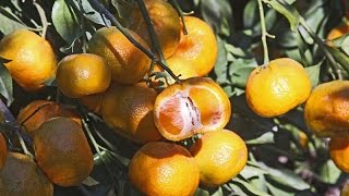 Coldhardy satsumas  Daphne Richards  Central Texas Gardener [upl. by Janeta]