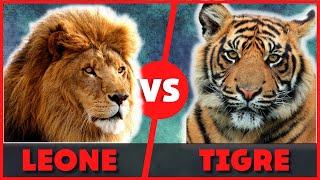 Leone contro Tigre chi vince   Leone vs Tigre chi è il più forte  Leone contro Tigre chi è il Re [upl. by Trovillion]