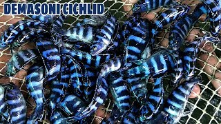 DEMASONI CICHLID FISH NETTING [upl. by Wessling106]