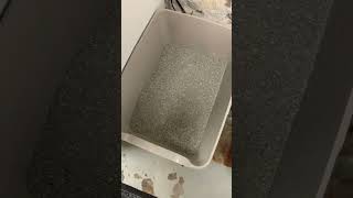 My Easy StepbyStep Process to Changing Litter Boxes with Dr Elseys and Hypochlorous [upl. by Naeloj]