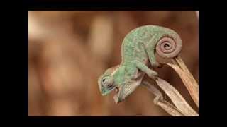 Herbie Hancock  Chameleon short version [upl. by Aissat]