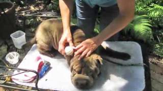 SharPei Grooming 101 Ear Cleaning [upl. by Marinelli]