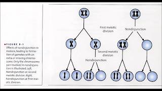 15 Meiosis [upl. by Akemed149]