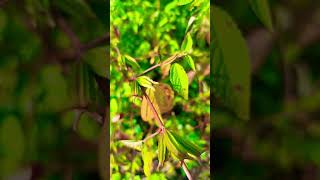 Corchorus aestunas  leon levy native plant ☘️ ytshorts trending corchorus [upl. by Arinay]