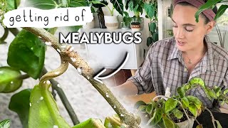 How To Get Mealybugs GONE 🌱 Mealy Bug Infestation SOLVED 🪳 [upl. by Adehsar]