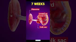 7 week pregnancy7 Weeks Pregnant  Baby Development pregnancy 7weekpregnancy pregnancysymptoms [upl. by Poulter]