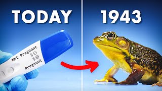 Everything You Didnt Know About Frog Pregnancy Tests [upl. by Ynaffital]