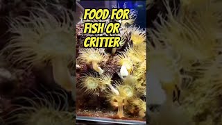 Aiptasia Farm Fish Sanctuary or Predator Habitat [upl. by Corrianne667]