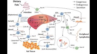 LIPID METABOLISM IN MICROALGAE [upl. by Robby961]