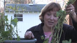 Gardening Tips  Transplanting Hollyhocks [upl. by Bogusz]