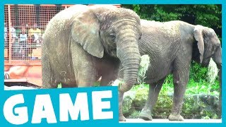 Learn Zoo Animals  Whats That Sound Game for Kids  Maple Leaf Learning [upl. by Evelc]