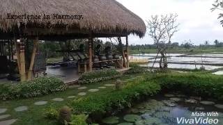 Visesa resort ubud [upl. by Watt288]