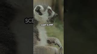 MindBlowing Lemur Facts You Didn’t Know [upl. by Lita]