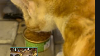 I feed stray cat so cute [upl. by Resee]