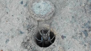 Wolf Spider Closes Hatch ¯◕◕¯ [upl. by Amelus810]