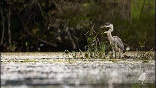 La chronique ornithologique Vendredi 4 octobre 2024 [upl. by Sacken]