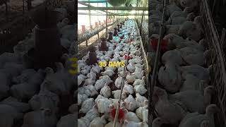 broilerpoultryfarm  poultryfarming  dimbefarming [upl. by Attiuqahs]