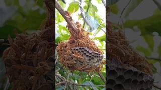 polistes insects nature insects amazing shortvideo [upl. by Dorie942]