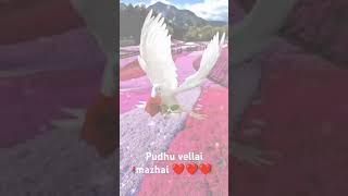 Pudhu vellai mazhai song WhatsApp status aravindswamy arrahman pudhuvellaimazhai shorts nassar [upl. by Tove989]