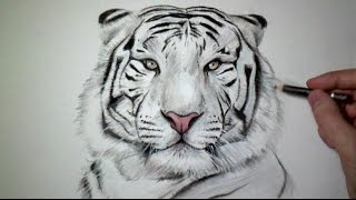 Comment dessiner un tigre Tutoriel [upl. by Kory]