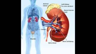 Comment traiter et guérir linsuffisance rénale [upl. by Eitsirk]