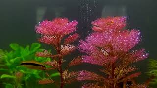 Cabomba Furcata amp SAE  Planted Tank  Live Plants [upl. by Salem]