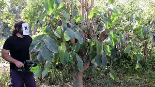 The Cherimoya Experiment Part 1  Will It Flower This Season Fruit Tree Pruning Annona cherimola [upl. by Savory]