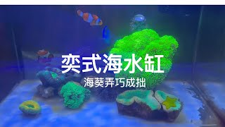 奕式海水缸 海葵弄巧成拙4K [upl. by Dranyam881]