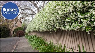 Star Jasmine Trachelospermum jasminoides Burkes Backyard [upl. by Erusaert]