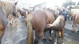 FAYSURLIGNON Foire aux chevaux 2022 [upl. by Cogswell]