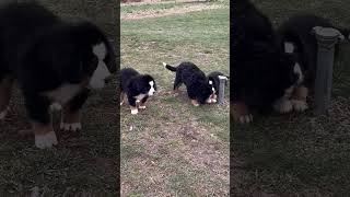 Bernese mountain dog puppies ￼ [upl. by Okihcim]