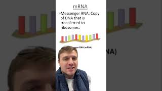 Three different types of RNA [upl. by Brindle]