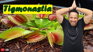 Tigmonastia ou Sismonastia  Tipos de Nastismo  Movimentos Vegetais  Fisiologia Vegetal [upl. by Dry438]