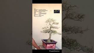 SN48 bonsai pruning wiring Cestrum nocturnum VariegatedRaat Ki Rani shorts [upl. by Llenyt545]